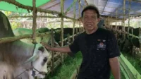 pedagang-hewan-kurbannn